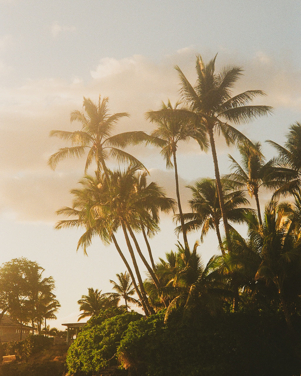 Maui Golden Hour