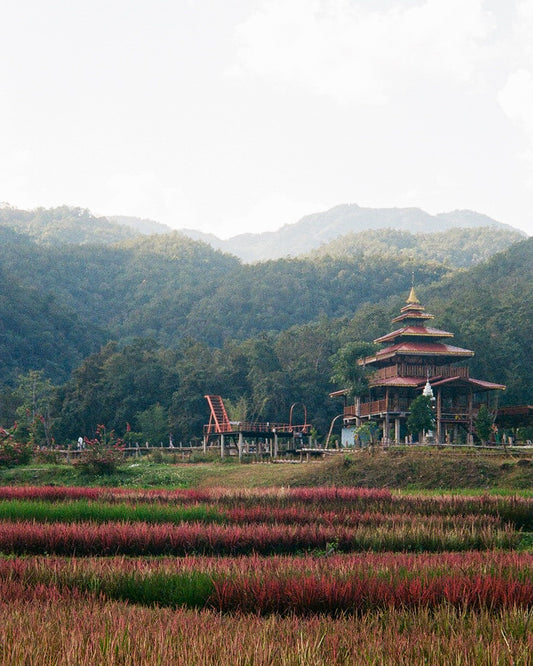 Rice Field Temple